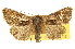  ( - CCDB-20816-B05)  @11 [ ] CreativeCommons - Attribution (2013) CBG Photography Group Centre for Biodiversity Genomics