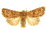  ( - CCDB-20816-B07)  @11 [ ] CreativeCommons - Attribution (2013) CBG Photography Group Centre for Biodiversity Genomics
