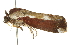  ( - CCDB-20816-F04)  @13 [ ] CreativeCommons - Attribution (2013) CBG Photography Group Centre for Biodiversity Genomics