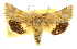  ( - CCDB-20816-H10)  @11 [ ] CreativeCommons - Attribution (2013) CBG Photography Group Centre for Biodiversity Genomics