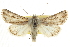  (Trichocerapoda comstocki - CCDB-20817-A11)  @15 [ ] CreativeCommons - Attribution (2013) CBG Photography Group Centre for Biodiversity Genomics