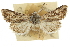  ( - CCDB-20817-B01)  @12 [ ] CreativeCommons - Attribution (2013) CBG Photography Group Centre for Biodiversity Genomics