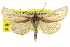  (Copablepharon alaskensis - CCDB-20817-D07)  @15 [ ] CreativeCommons - Attribution (2013) CBG Photography Group Centre for Biodiversity Genomics