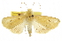  ( - CCDB-20817-E03)  @11 [ ] CreativeCommons - Attribution (2013) CBG Photography Group Centre for Biodiversity Genomics