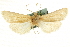  ( - CCDB-20817-F06)  @11 [ ] CreativeCommons - Attribution (2013) CBG Photography Group Centre for Biodiversity Genomics
