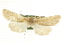 ( - CCDB-20817-F07)  @11 [ ] CreativeCommons - Attribution (2013) CBG Photography Group Centre for Biodiversity Genomics