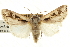  ( - CCDB-20817-F10)  @11 [ ] CreativeCommons - Attribution (2013) CBG Photography Group Centre for Biodiversity Genomics