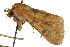  ( - CCDB-20817-G02)  @11 [ ] CreativeCommons - Attribution (2013) CBG Photography Group Centre for Biodiversity Genomics