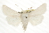  (Protogygia album - CCDB-20817-G06)  @15 [ ] CreativeCommons - Attribution (2013) CBG Photography Group Centre for Biodiversity Genomics