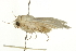  (Protogygia pallida - CCDB-20817-G09)  @14 [ ] CreativeCommons - Attribution (2013) CBG Photography Group Centre for Biodiversity Genomics