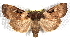  (Richia herculeana - CCDB-20817-H09)  @14 [ ] CreativeCommons - Attribution (2013) CBG Photography Group Centre for Biodiversity Genomics