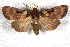  ( - CCDB-20817-H10)  @13 [ ] CreativeCommons - Attribution (2013) CBG Photography Group Centre for Biodiversity Genomics
