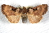  ( - CCDB-20817-H11)  @11 [ ] CreativeCommons - Attribution (2013) CBG Photography Group Centre for Biodiversity Genomics