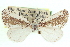  ( - CCDB-20818-B07)  @11 [ ] CreativeCommons - Attribution (2013) CBG Photography Group Centre for Biodiversity Genomics
