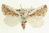  ( - CCDB-20818-B08)  @11 [ ] CreativeCommons - Attribution (2013) CBG Photography Group Centre for Biodiversity Genomics