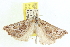  ( - CCDB-20818-C02)  @13 [ ] CreativeCommons - Attribution (2013) CBG Photography Group Centre for Biodiversity Genomics