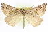  (Plataea - CCDB-20818-C04)  @15 [ ] CreativeCommons - Attribution (2013) CBG Photography Group Centre for Biodiversity Genomics
