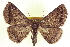  (Somatolophia ectrapelaria - CCDB-20818-F11)  @15 [ ] CreativeCommons - Attribution (2013) CBG Photography Group Centre for Biodiversity Genomics