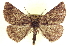  (Somatolophia sinaloa - CCDB-20818-G02)  @15 [ ] CreativeCommons - Attribution (2013) CBG Photography Group Centre for Biodiversity Genomics