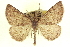  (Somatolophia incana - CCDB-20818-G09)  @15 [ ] CreativeCommons - Attribution (2013) CBG Photography Group Centre for Biodiversity Genomics
