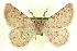  ( - CCDB-20818-G12)  @11 [ ] CreativeCommons - Attribution (2013) CBG Photography Group Centre for Biodiversity Genomics