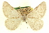  (Somatolophia petila - CCDB-20818-H01)  @11 [ ] CreativeCommons - Attribution (2013) CBG Photography Group Centre for Biodiversity Genomics