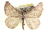  ( - CCDB-20818-H02)  @11 [ ] CreativeCommons - Attribution (2013) CBG Photography Group Centre for Biodiversity Genomics