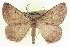  (Somatolophia simplicius - CCDB-20818-H03)  @15 [ ] CreativeCommons - Attribution (2013) CBG Photography Group Centre for Biodiversity Genomics