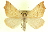  (Pherne - CCDB-20818-H09)  @15 [ ] CreativeCommons - Attribution (2013) CBG Photography Group Centre for Biodiversity Genomics