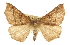  (Synaxis hirsutaria - CCDB-20819-A04)  @14 [ ] CreativeCommons - Attribution (2013) CBG Photography Group Centre for Biodiversity Genomics