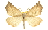  (Synaxis fuscata - CCDB-20819-A08)  @15 [ ] CreativeCommons - Attribution (2013) CBG Photography Group Centre for Biodiversity Genomics