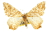  ( - CCDB-20819-D05)  @11 [ ] CreativeCommons - Attribution (2013) CBG Photography Group Centre for Biodiversity Genomics