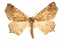  ( - CCDB-20819-D09)  @15 [ ] CreativeCommons - Attribution (2013) CBG Photography Group Centre for Biodiversity Genomics