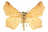  (Antepione - CCDB-20819-F02)  @15 [ ] CreativeCommons - Attribution (2013) CBG Photography Group Centre for Biodiversity Genomics