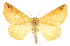  (Synaxis triangulata - CCDB-20819-F08)  @11 [ ] CreativeCommons - Attribution (2013) CBG Photography Group Centre for Biodiversity Genomics