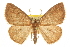  ( - CCDB-20819-H10)  @11 [ ] CreativeCommons - Attribution (2013) CBG Photography Group Centre for Biodiversity Genomics