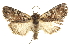  ( - CCDB-20820-A04)  @14 [ ] CreativeCommons - Attribution (2013) CBG Photography Group Centre for Biodiversity Genomics