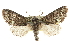  ( - CCDB-20820-B07)  @15 [ ] CreativeCommons - Attribution (2013) CBG Photography Group Centre for Biodiversity Genomics