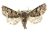  (Viridemas - CCDB-20820-B09)  @15 [ ] CreativeCommons - Attribution (2013) CBG Photography Group Centre for Biodiversity Genomics