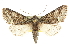  ( - CCDB-20820-B10)  @14 [ ] CreativeCommons - Attribution (2013) CBG Photography Group Centre for Biodiversity Genomics