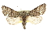  ( - CCDB-20820-B11)  @14 [ ] CreativeCommons - Attribution (2013) CBG Photography Group Centre for Biodiversity Genomics