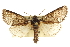  ( - CCDB-20820-B12)  @14 [ ] CreativeCommons - Attribution (2013) CBG Photography Group Centre for Biodiversity Genomics