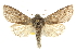  ( - CCDB-20820-C03)  @14 [ ] CreativeCommons - Attribution (2013) CBG Photography Group Centre for Biodiversity Genomics