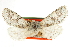  ( - CCDB-20820-C08)  @11 [ ] CreativeCommons - Attribution (2013) CBG Photography Group Centre for Biodiversity Genomics