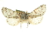  ( - CCDB-20820-C10)  @11 [ ] CreativeCommons - Attribution (2013) CBG Photography Group Centre for Biodiversity Genomics