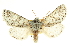  ( - CCDB-20820-C12)  @11 [ ] CreativeCommons - Attribution (2013) CBG Photography Group Centre for Biodiversity Genomics