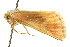  ( - CCDB-20820-D05)  @11 [ ] CreativeCommons - Attribution (2013) CBG Photography Group Centre for Biodiversity Genomics