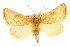  (Nocloa duplicatus - CCDB-20820-E04)  @15 [ ] CreativeCommons - Attribution (2013) CBG Photography Group Centre for Biodiversity Genomics