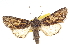  ( - CCDB-20820-H09)  @14 [ ] CreativeCommons - Attribution (2013) CBG Photography Group Centre for Biodiversity Genomics