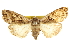  ( - CCDB-20823-A01)  @11 [ ] CreativeCommons - Attribution (2013) CBG Photography Group Centre for Biodiversity Genomics